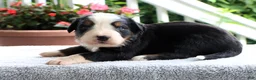 Bernese Mountain Dog dogs for sale: Kasper - Ad 3