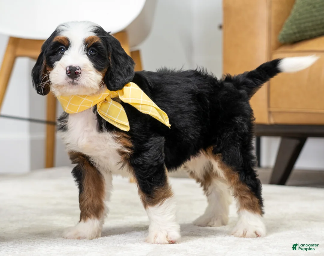 Mini Bernedoodle dogs for sale: Plato - Ad 1