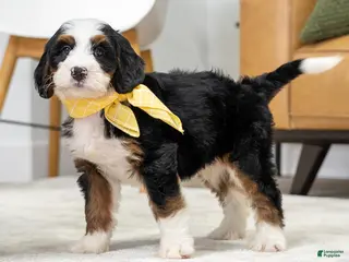 Mini Bernedoodle dogs for sale: Plato - Ad 4