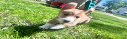 Welsh Corgi Pembroke dogs for sale: Possum - Ad 2