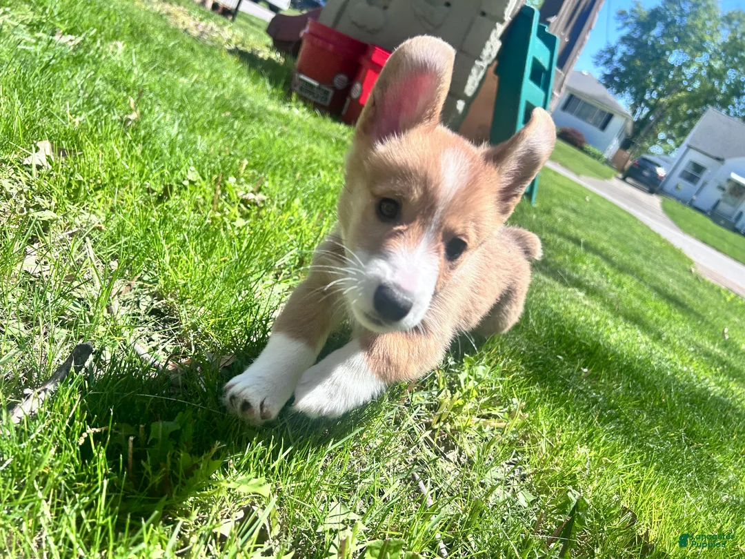 Welsh Corgi Pembroke dogs for sale: Possum - Ad 2