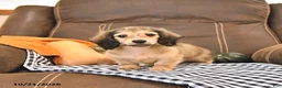 Miniature Dachshund dogs for sale: Monty - Ad 4