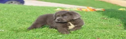 Newfoundland dogs for sale: Durango - Ad 7