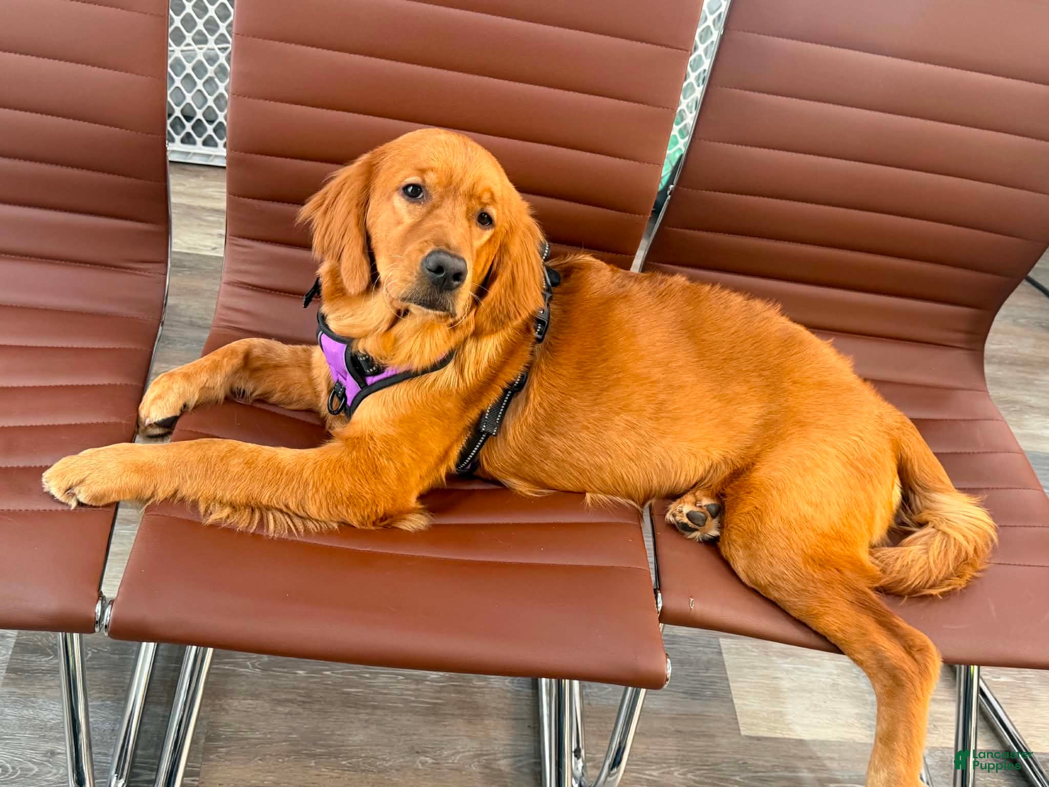 Golden Retriever dogs Golden Retriever 1 - Ad 11