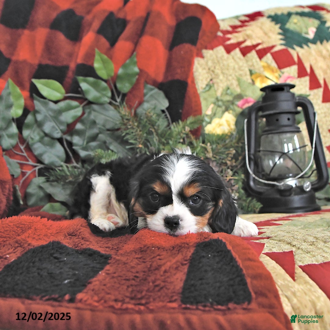 Cavalier King Charles Spaniel dogs for sale: Theo - Ad 3