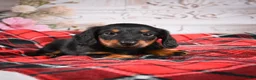 Miniature Dachshund dogs for sale: AKC-Eddie - Ad 4