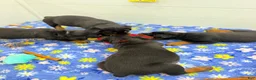 Rottweiler dogs for sale: Rottweiler 6 - Ad 19