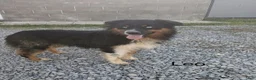 Australian Shepherd dogs for sale: Echo - Ad 13