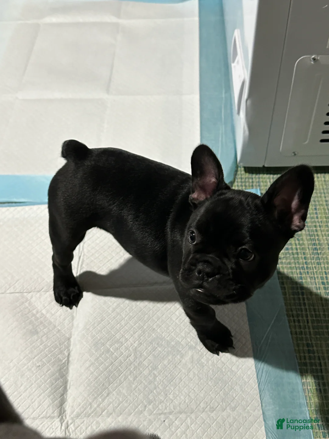 French Bulldog dogs for sale: French Bulldog Puppy 2 - Ad 9
