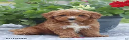 Miniature Poodle dogs for sale: Natasha - Ad 7