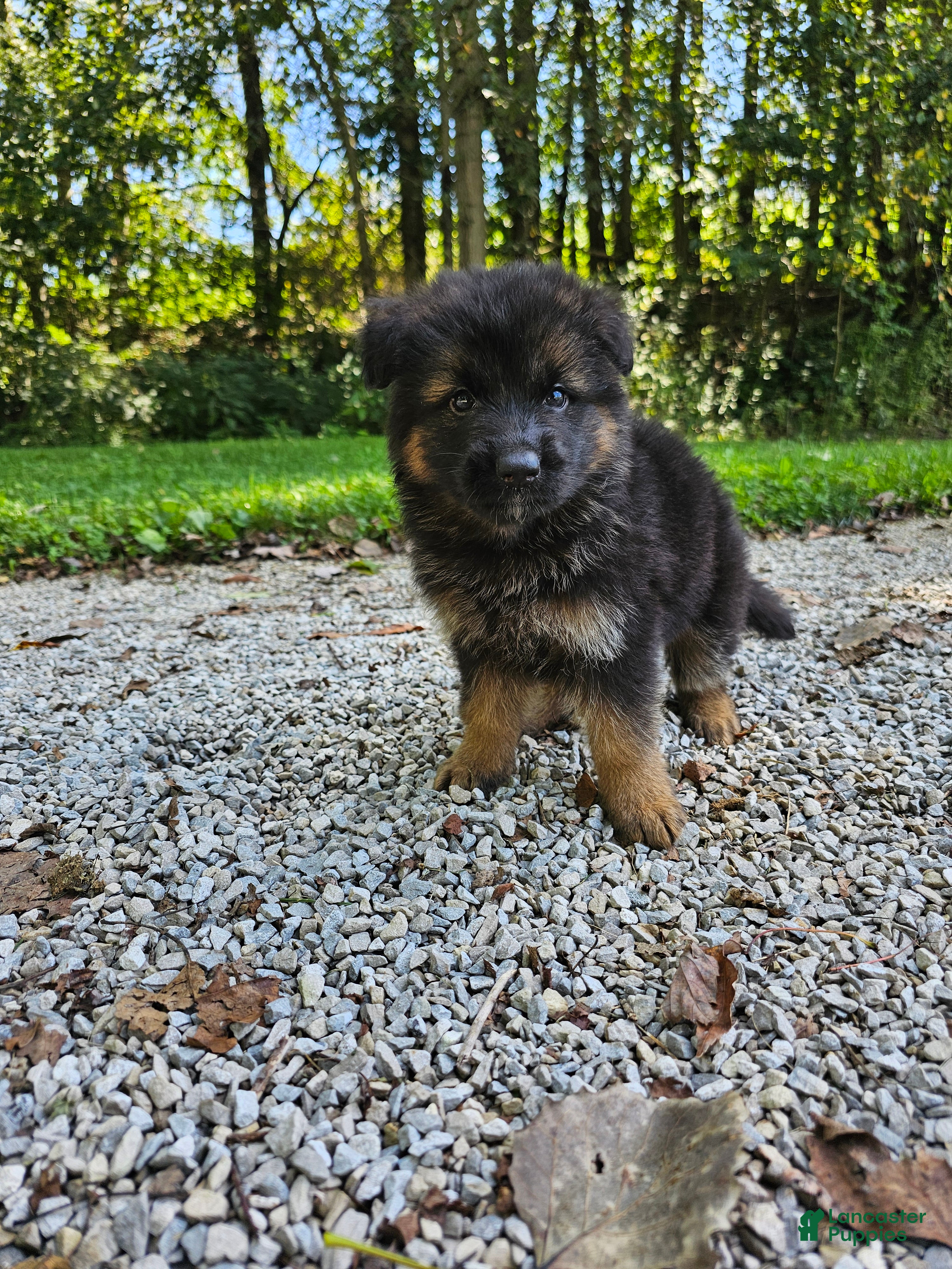 German Shepherd dogs Roxie  - Ad 2