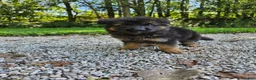 German Shepherd dogs for sale: Roxie  - Ad 2