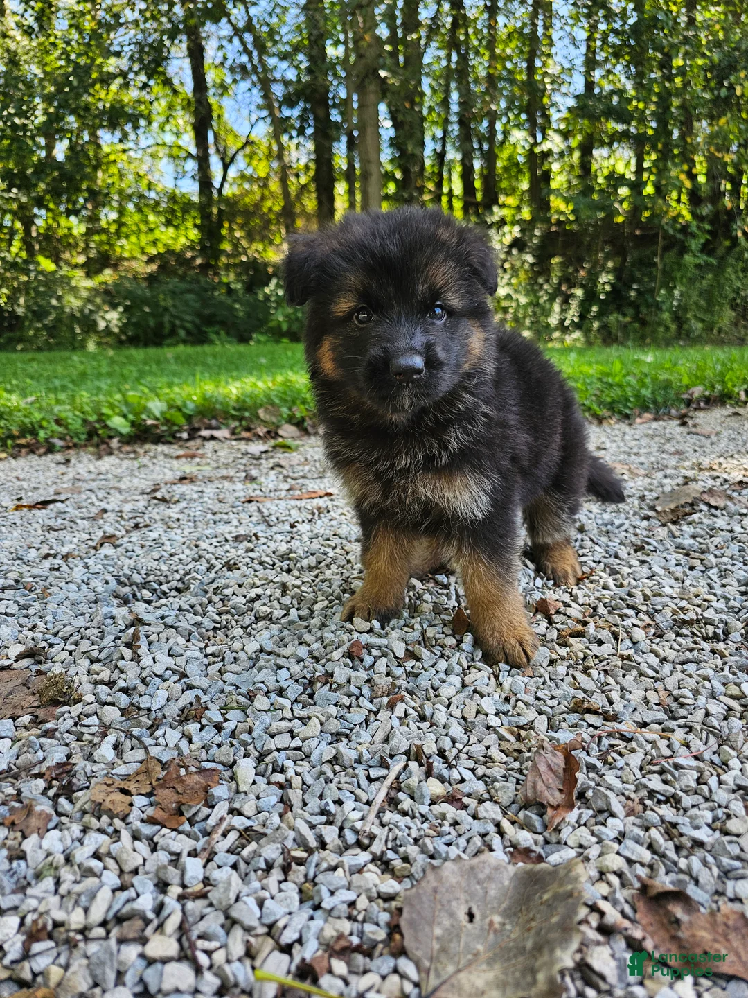 German Shepherd dogs for sale: Roxie  - Ad 2