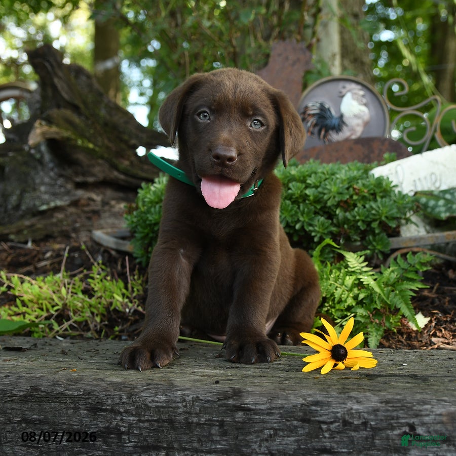Labrador Retriever dogs Thomas - Ad 1