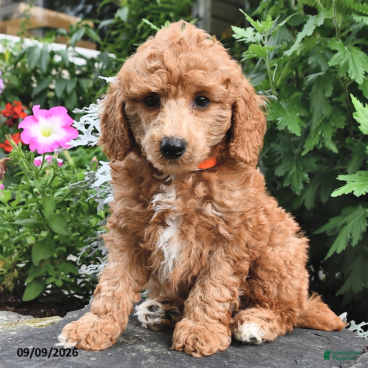 Miniature Poodle dogs Fido  - Ad 2
