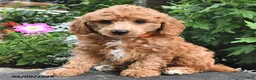 Miniature Poodle dogs for sale: Fido  - Ad 2