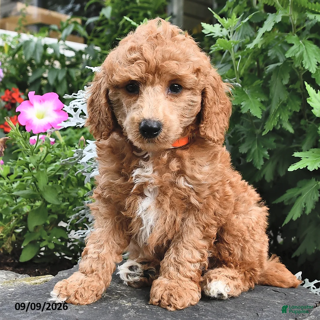 Miniature Poodle dogs for sale: Fido  - Ad 2