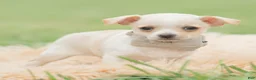 Chihuahua dogs for sale: Junior - Ad 2