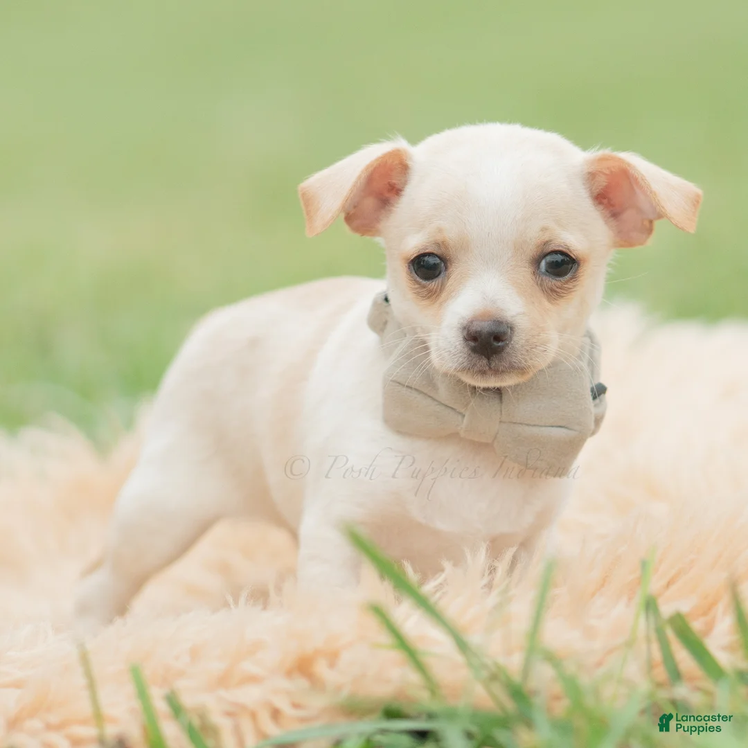 Chihuahua dogs for sale: Junior - Ad 2