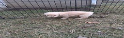 Golden Retriever dogs for sale: Pearl  - Ad 2