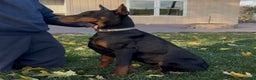 Doberman Pinscher dogs for sale: Selene - Ad 9