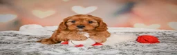 Cavapoo dogs for sale: LUNA - Ad 12