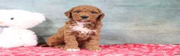 Mini Goldendoodle dogs for sale: Dash - Ad 3