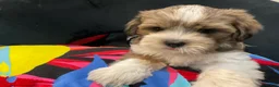 Mixed Breed dogs for sale: LeeLee - Ad 16