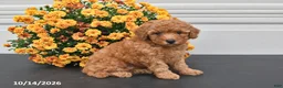Bichpoo dogs for sale: Oliver - Ad 3