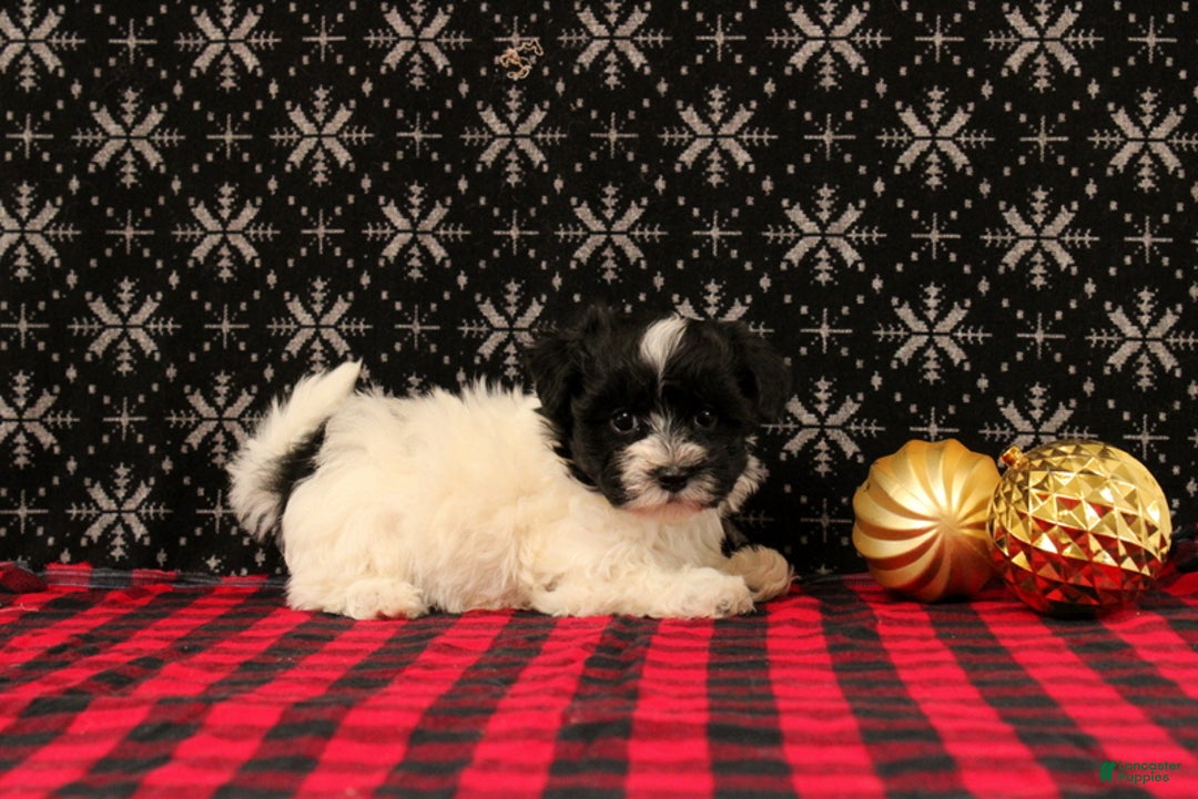 Maltipoo dogs for sale: Felicity - Ad 3