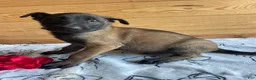 Belgian Malinois dogs for sale: Axel - Ad 3