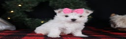 Maltese dogs for sale: ABBEY - Ad 13