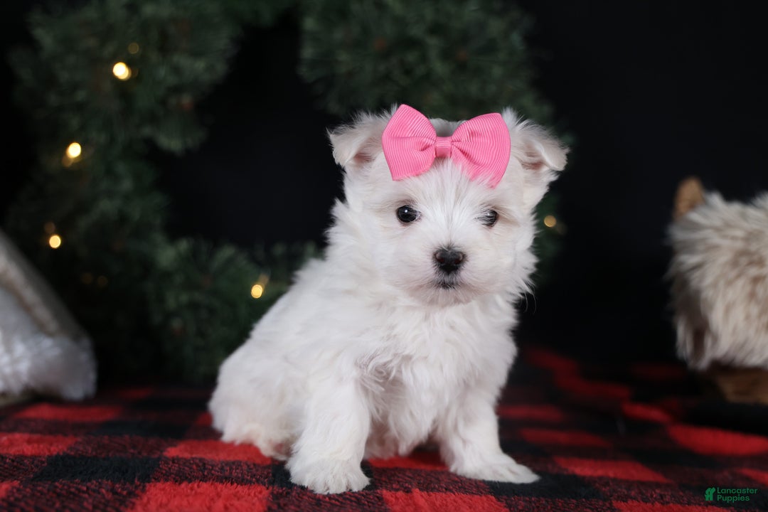 Maltese dogs for sale: ABBEY - Ad 13