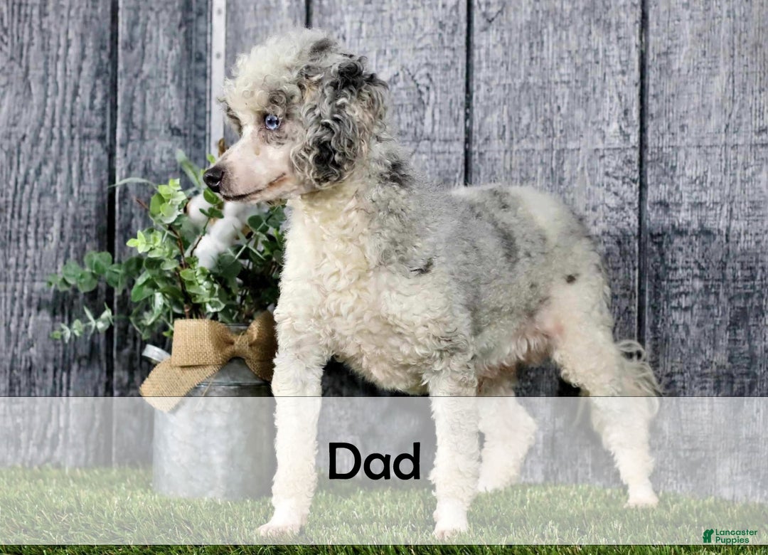 Mini Bernedoodle dogs for sale: Archie - Ad 10