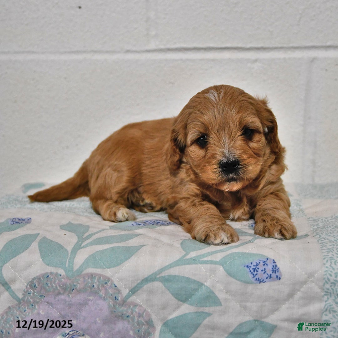 Cavapoo dogs for sale: Cooper - Ad 2