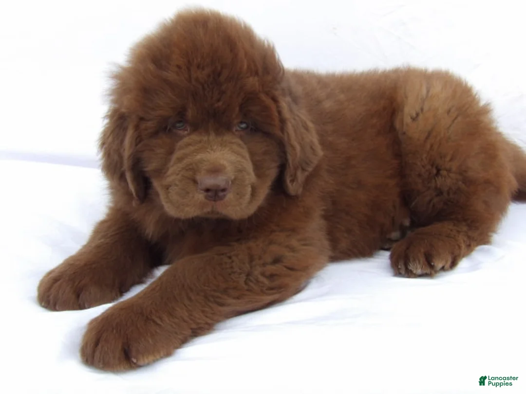 Newfoundland dogs for sale: Duke - Ad 1