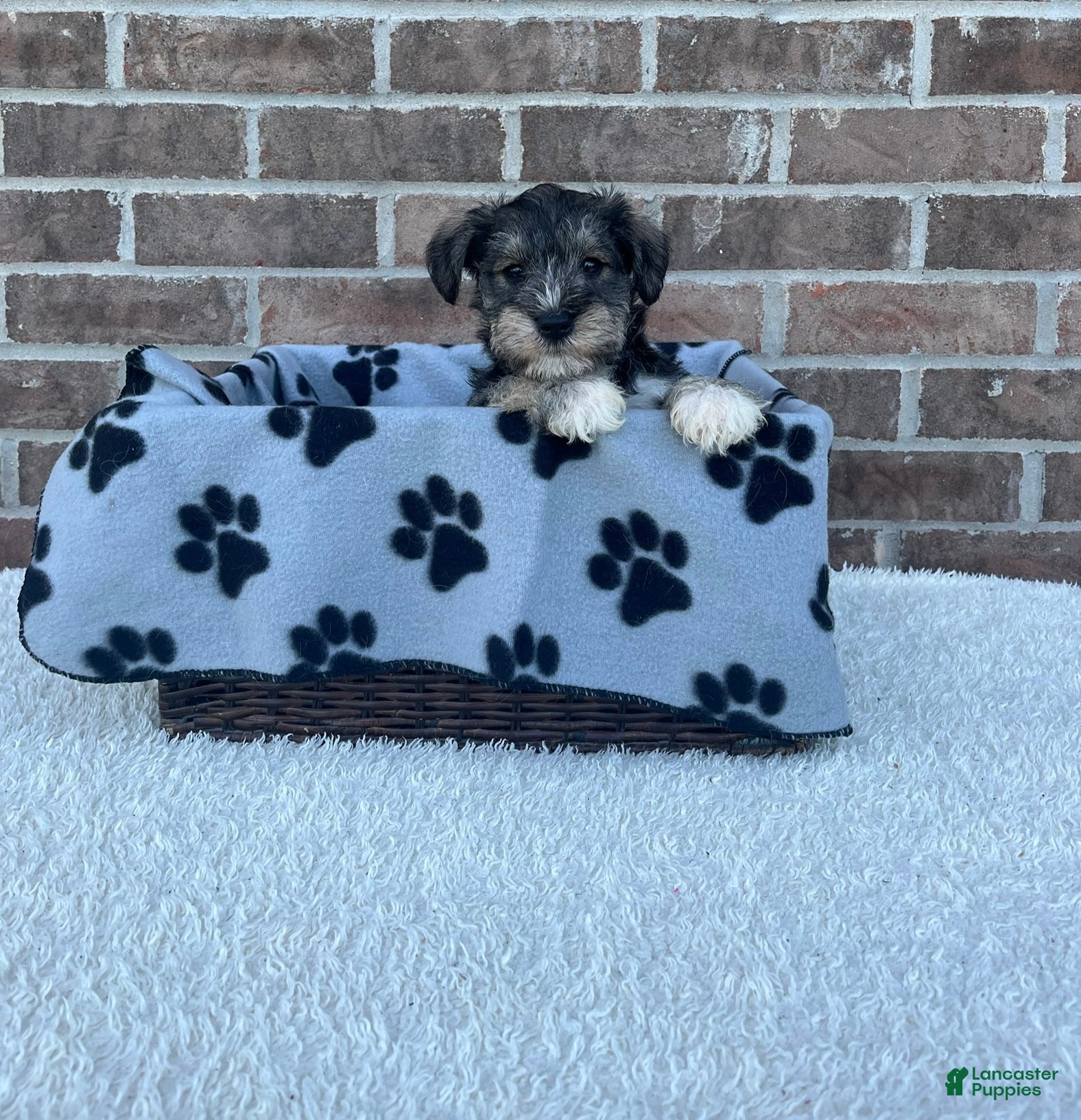 Miniature Schnauzer dogs Skip - Ad 22