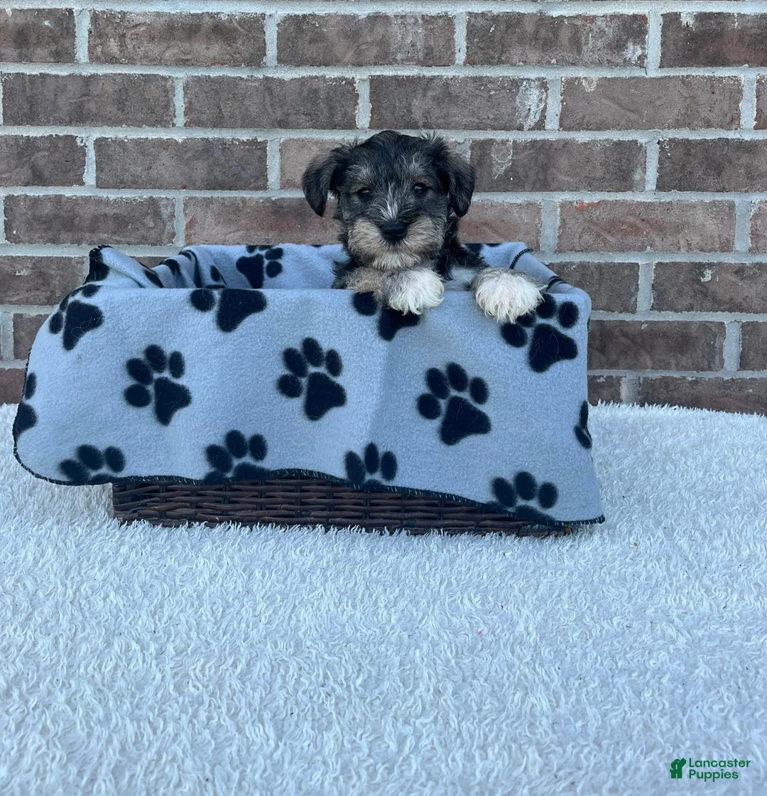 Miniature Schnauzer dogs for sale: Skip - Ad 1
