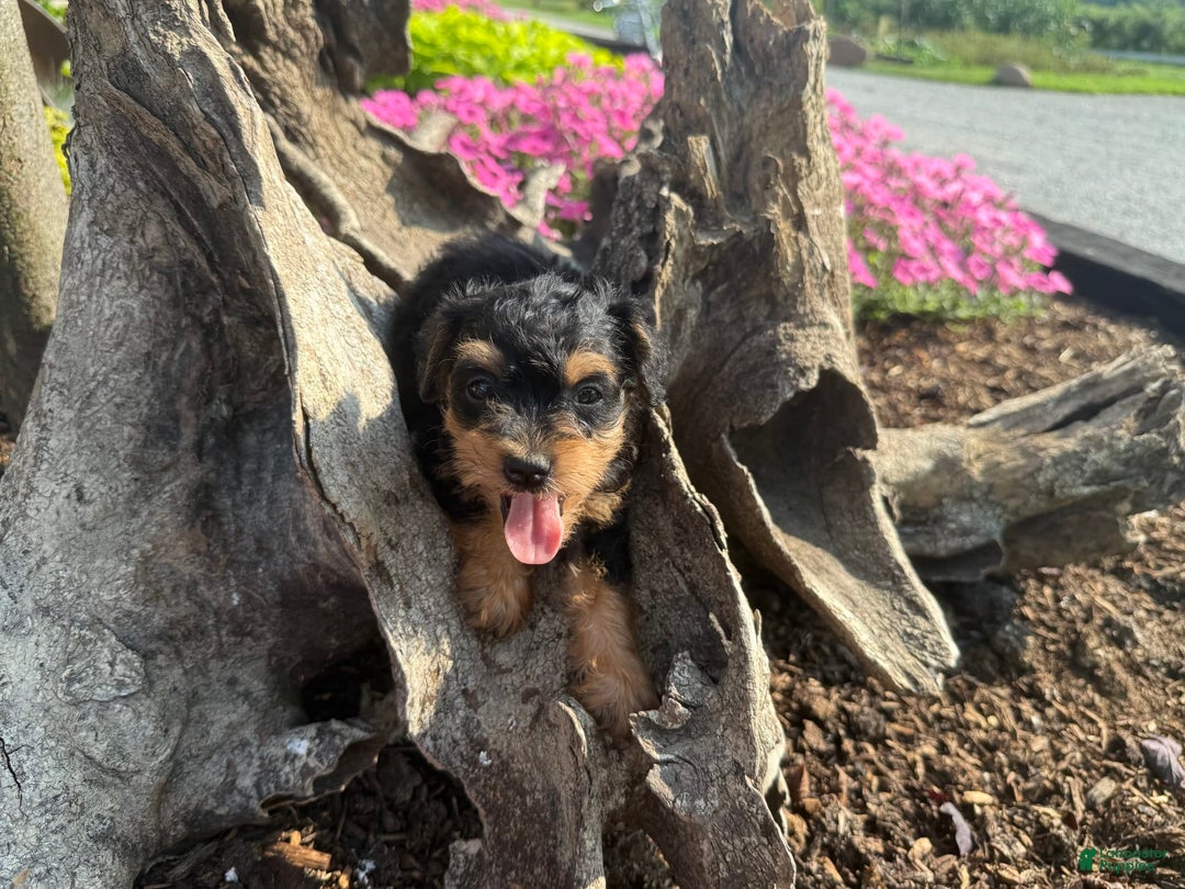 Schnoodle dogs for sale: Isaiah - Ad 39