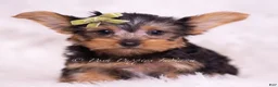 Yorkshire Terrier dogs for sale: Skittles - Ad 6