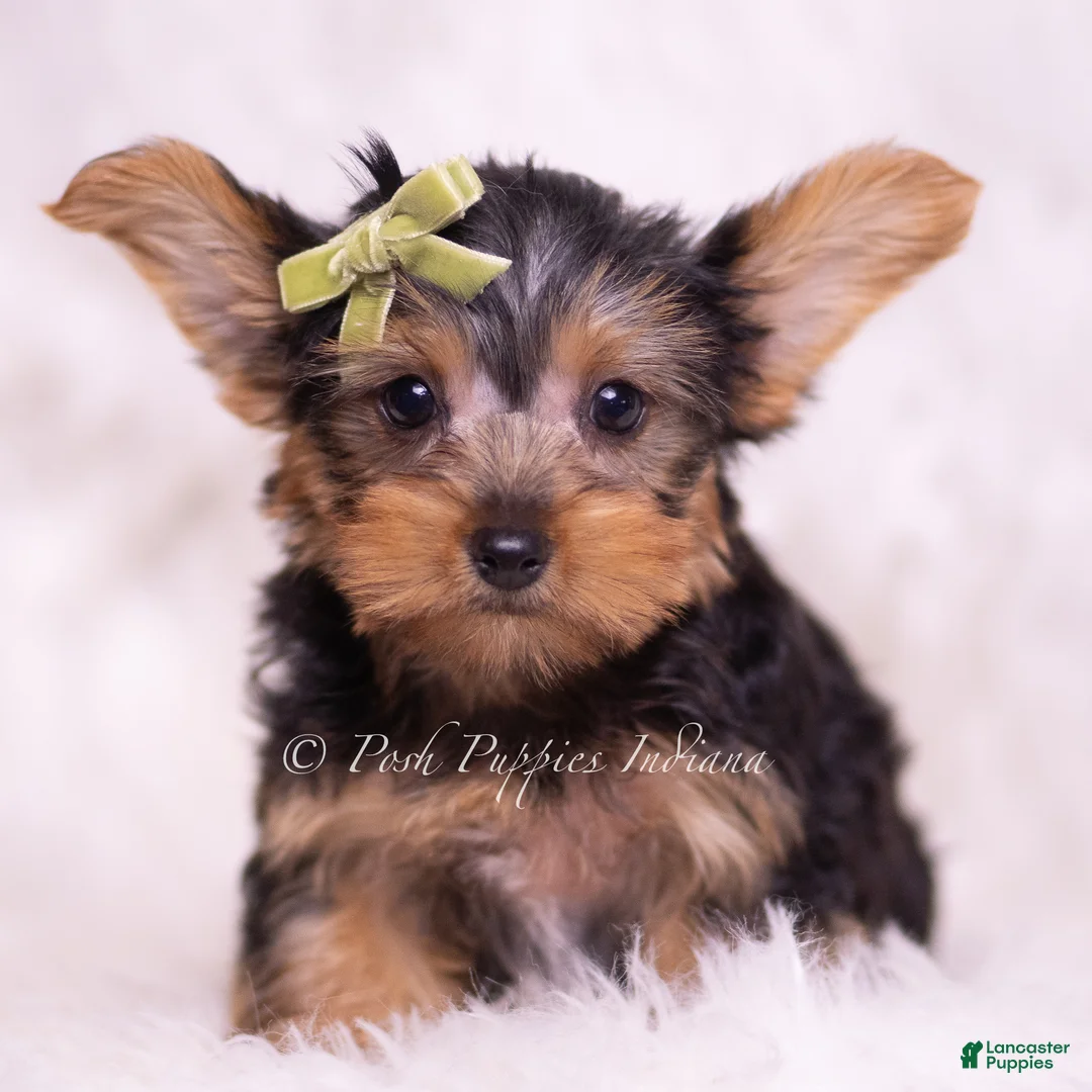 Yorkshire Terrier dogs for sale: Skittles - Ad 6