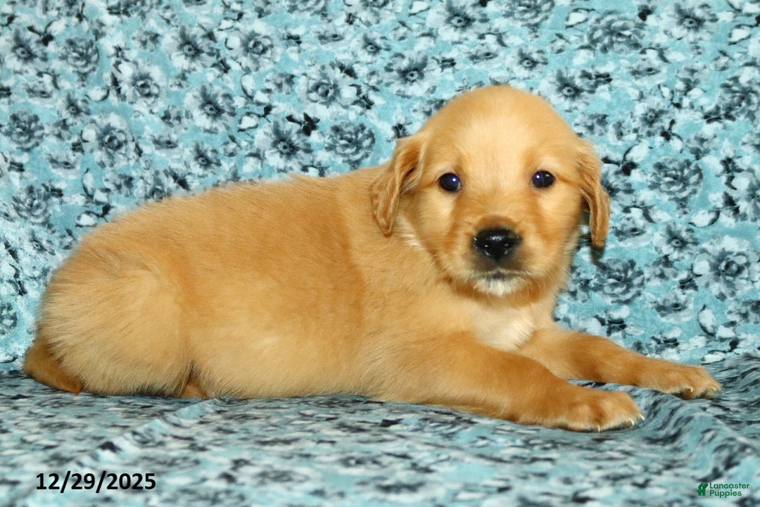 Golden Retriever dogs for sale: Houston - Ad 3