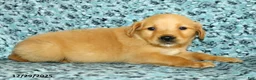 Golden Retriever dogs for sale: Houston - Ad 6