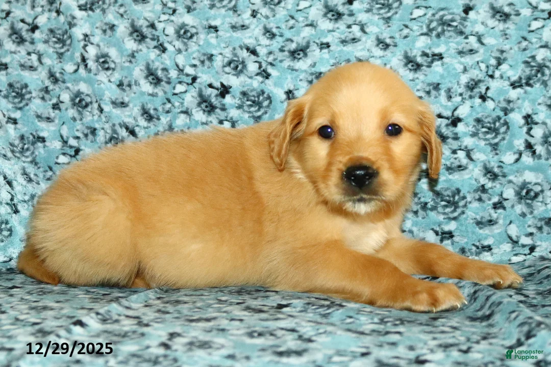 Golden Retriever dogs for sale: Houston - Ad 6