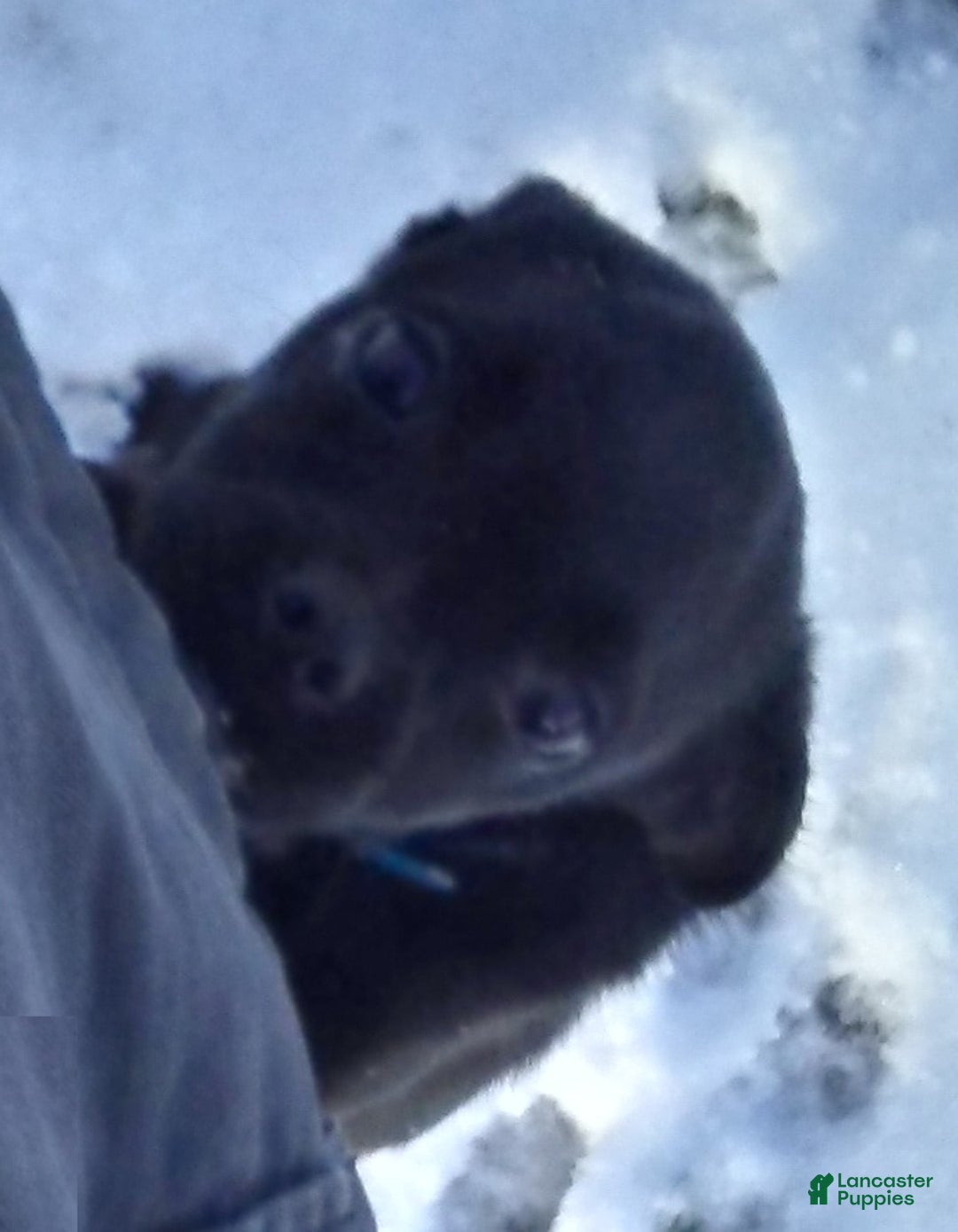 Mixed Breed dogs for sale: Tiny - Ad 26