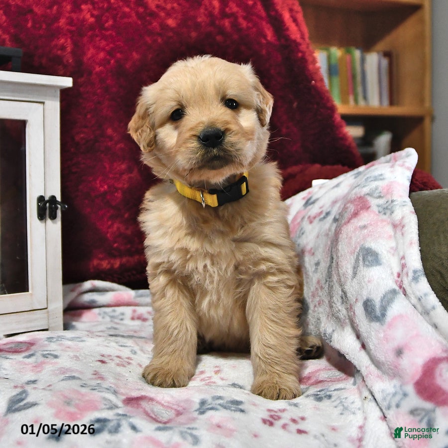 Goldendoodle dogs Biscuit - Ad 28