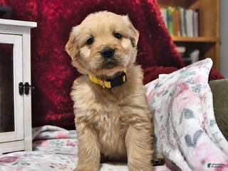 Goldendoodle dogs Biscuit - Ad 28