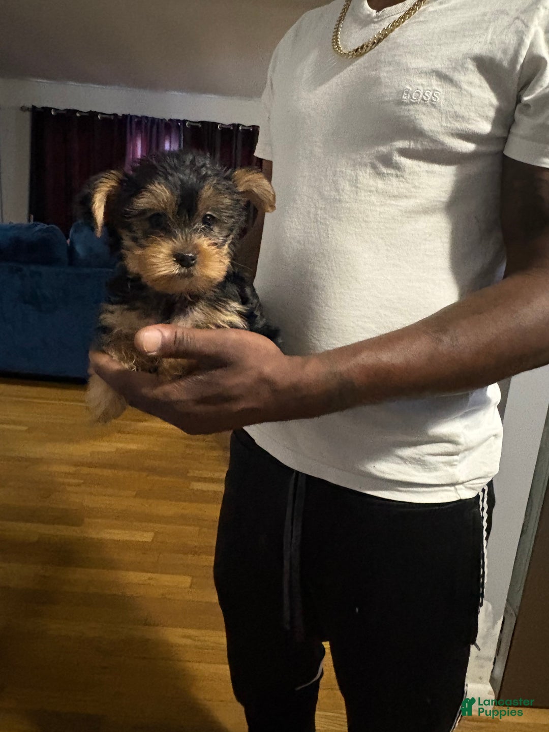 Yorkshire Terrier dogs for sale: Carly - Ad 2