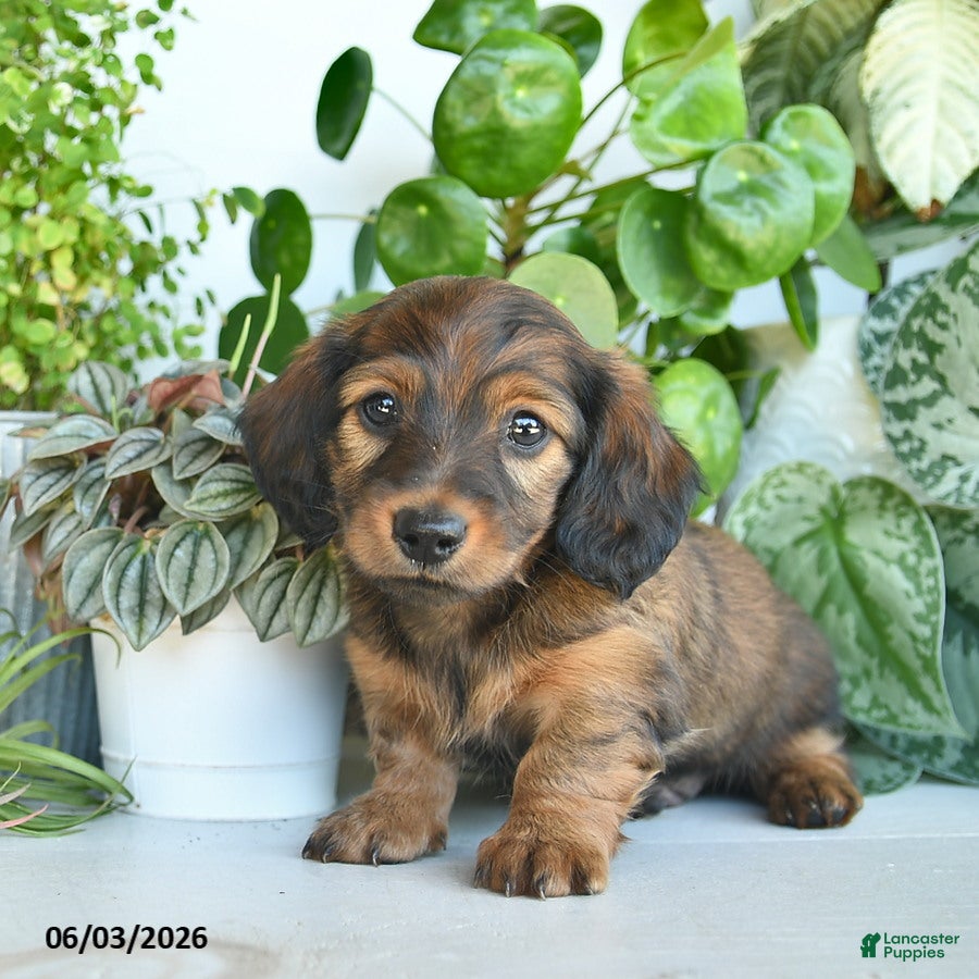 Miniature Dachshund dogs for sale: Donald  - Ad 1