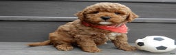 Mini Goldendoodle dogs for sale: Blake - Ad 3
